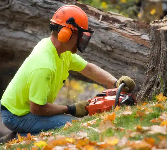 tree services Point Lookout